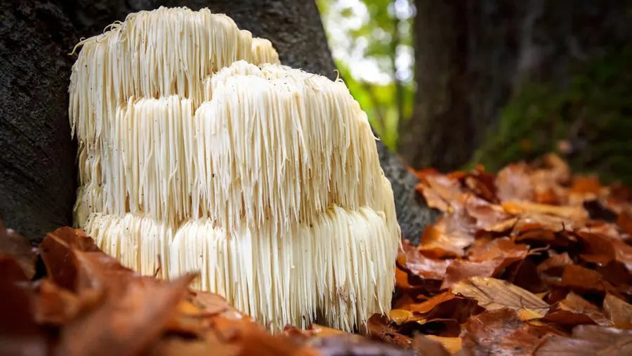 Helsefordeler med Lions Mane