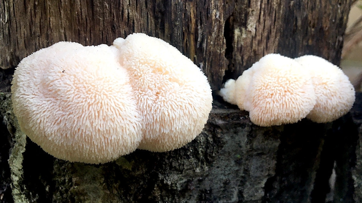 Lions mane sopp i skogen