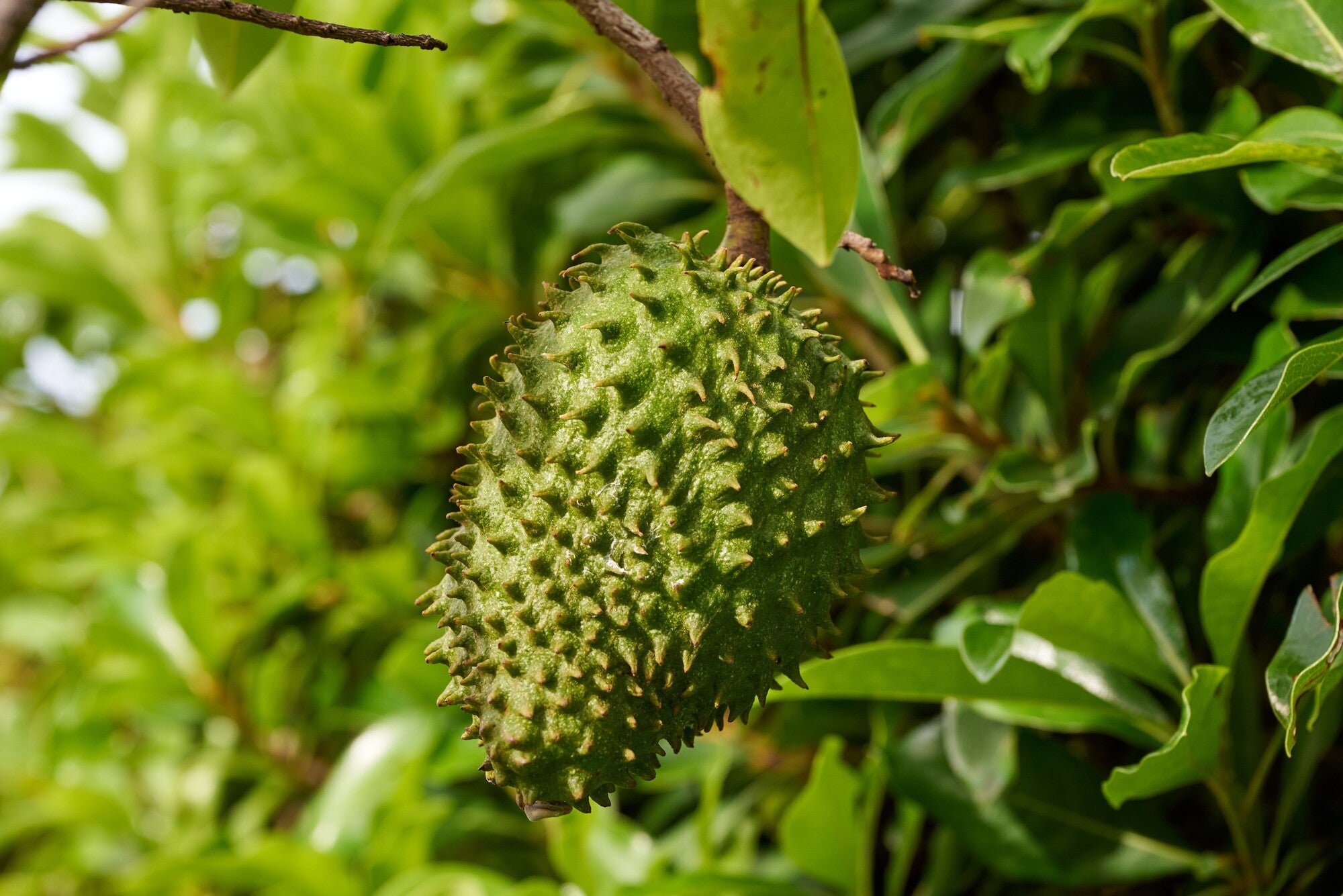 Soursop frukt