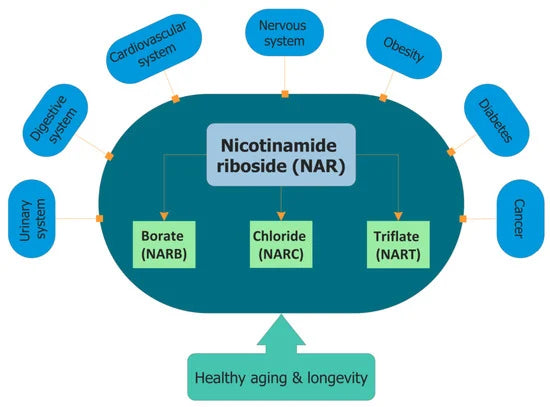 Hva er Nicotinamide Riboside?